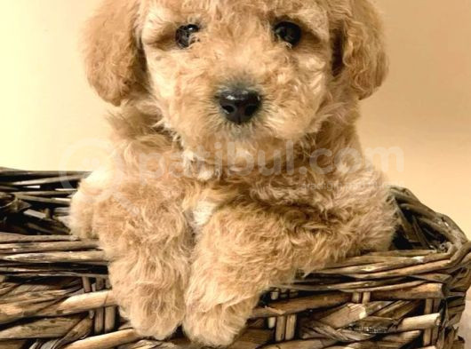 Maltipo Cinsi Yavrular Kahve Tonlu Mini Boy Puppy  görsel