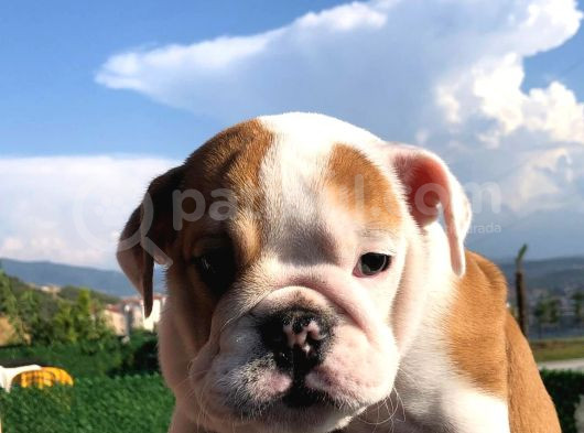 Ori̇ji̇nal Irk İngi̇li̇z Bulldog Bebeği̇mi̇z görsel