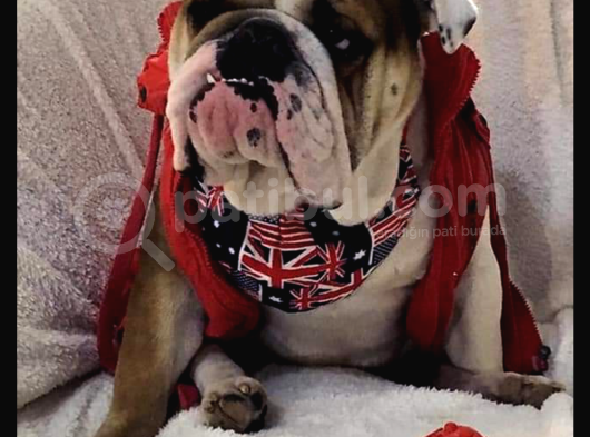 Ori̇ji̇nal Irk İngi̇li̇z Bulldog Bebeği̇mi̇z görsel