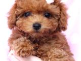 Kahve Tonlu Puppy Kıvırcık Tüylü Malti̇po Ci̇nsi̇ 