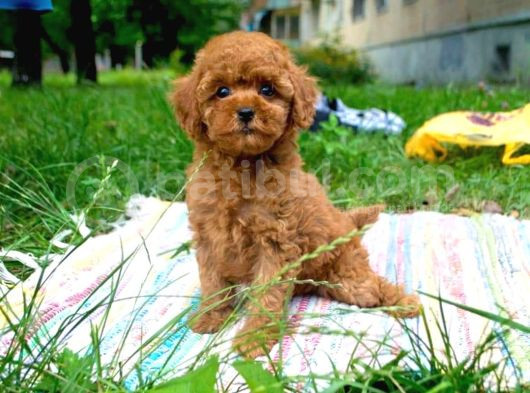 Tooy Poodle Cinsi Yavrular Dişi Erkek Mevcuttur 