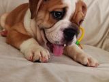 İngi̇li̇z Bulldog Bebekleri̇mi̇z