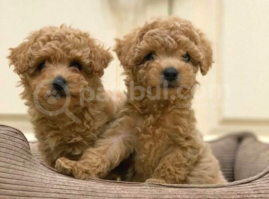 Kahve Tonlu Puppy Kıvırcık Tüylü Malti̇po Ci̇nsi̇ 