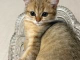 Golden Kız