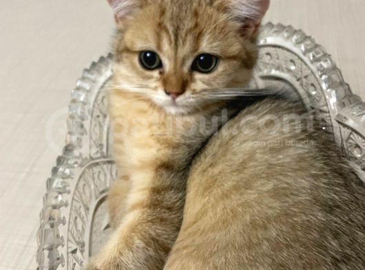 Golden Kız görsel