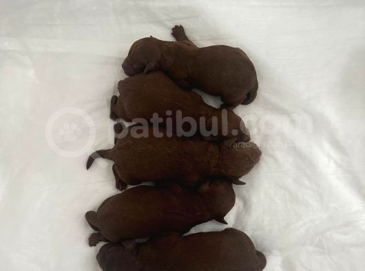 Toy Poddle Erkek Ve Di̇şi̇ Yavrular