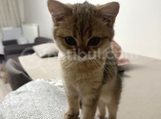 Golden Kız görsel