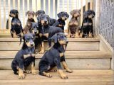 KULAK KUYRUK ESTETİKLİ Doberman yavrularımız