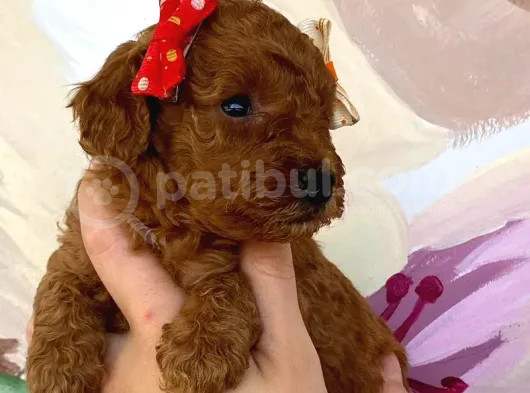 Muhteşem Toy Poodle Bebekler görsel