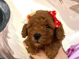 Muhteşem Toy Poodle Bebekler