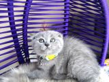 Top Kafa Ayıcık Surat Scottish Fold Yavrular