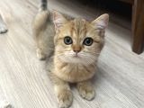 Golden Kız