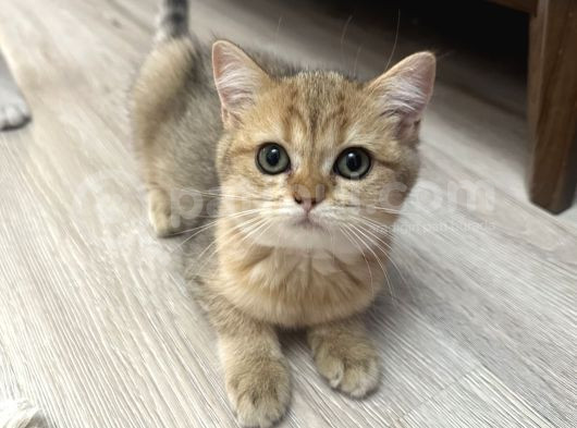 Golden Kız görsel