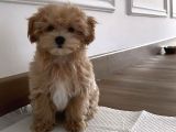 Maltipoo Evinizin Neşe Kaynağı