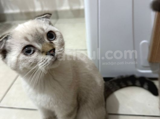 3 Aylık Sağlıklı Blue Point Yavrularıma Yuva Arıyorum