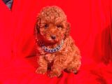 Tooy poodle cinsi kıpkırmızı Red mini Boy 