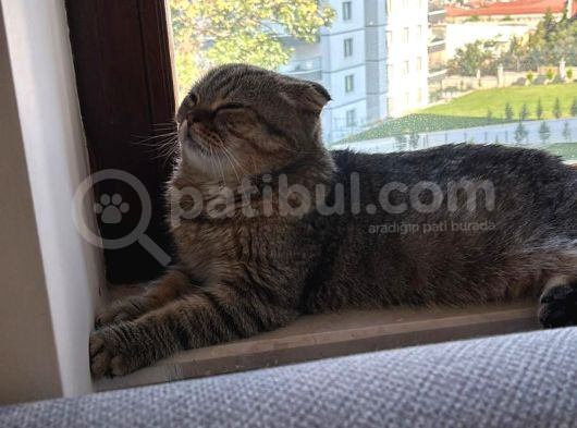 Çikoya Yuva Olur Musunuz Acil Ilan görsel