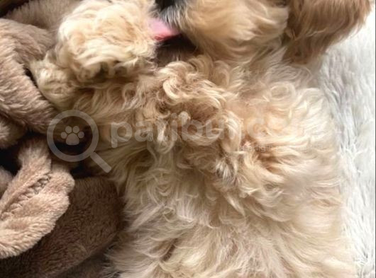 Maltipoo Evinizin Neşe Kaynağı görsel