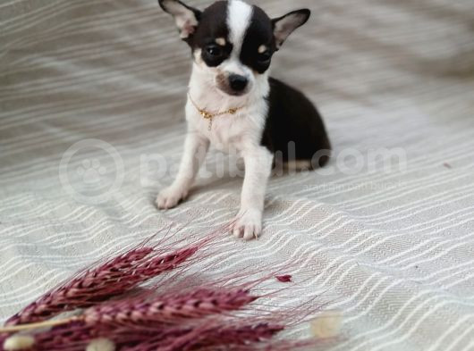 Tea Cup Safkan Chihuahua
