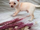 Tea Cup Safkan Chihuahua