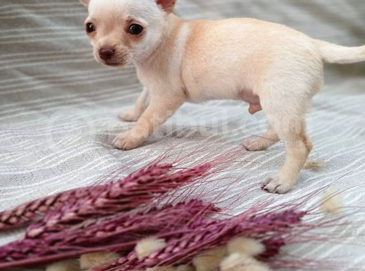 Tea Cup Safkan Chihuahua görsel