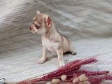 Tea Cup Safkan Chihuahua