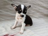 Tea Cup Safkan Chihuahua
