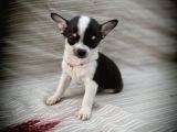 Tea Cup Safkan Chihuahua