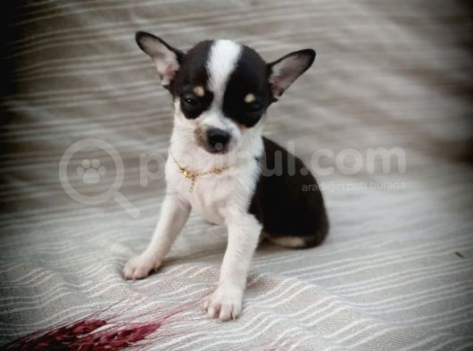 Tea Cup Safkan Chihuahua görsel