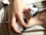 Yavru Kedi Için Sahip Arıyoruz