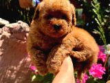 Kore Poodle Yavrularım