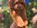 Kore poodle yavrularım