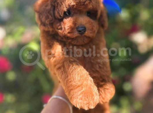 Kore Poodle Yavrularım