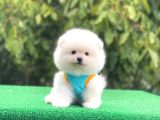 Pomerian Boo Bebekler