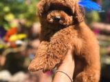 Kore Poodle Yavrularım