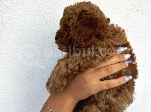 Safkan Toy Poodle Yavruları görsel