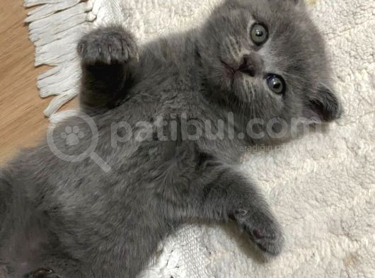 British Shorthair Scottish Fold görsel