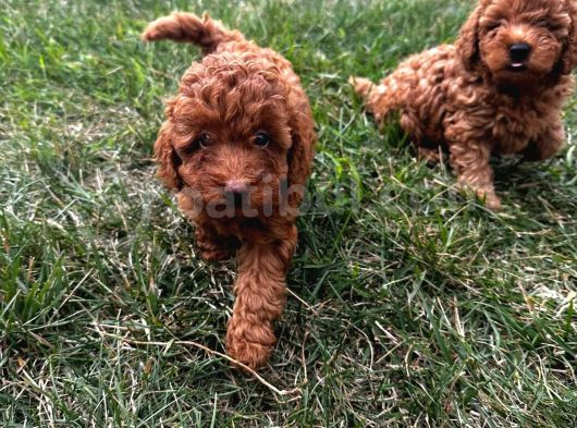 Safkan Toy Poodle Yavruları görsel