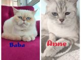 Safkan British Shorthair Kardeşler Yeni Ailesini Arıyor