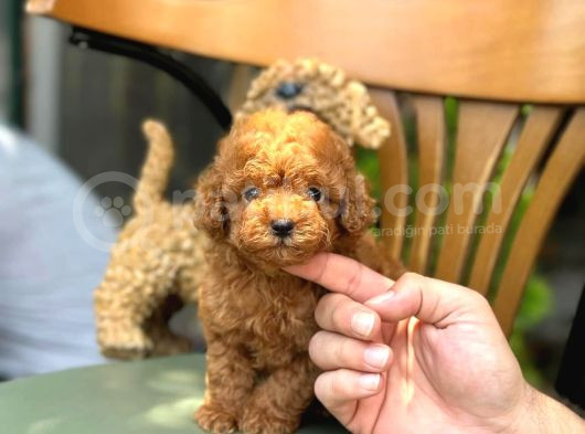 Kore Poodle Yavrularım görsel