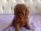 Orijinal Kore Kan Poodle Dan Toy Poodle