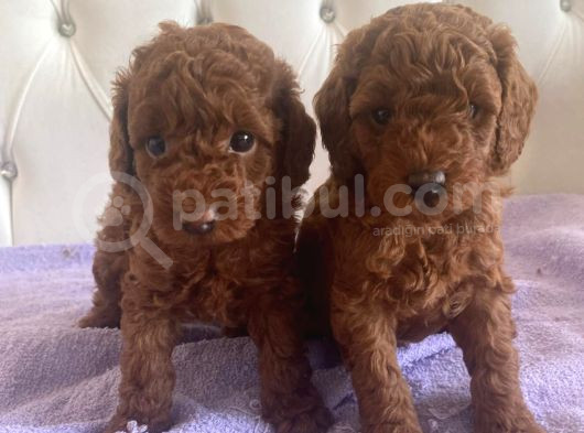 Orijinal Kore Kan Poodle Dan Toy Poodle