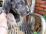 Siyah Ve Blue Seçenekleri Ile Son Bebekler