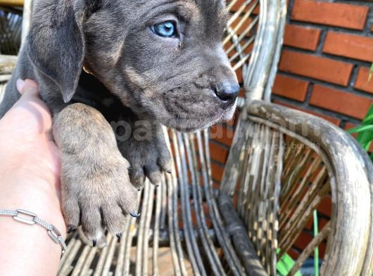 Siyah Ve Blue Seçenekleri Ile Son Bebekler görsel