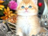 A kalite BRİTİSH SHORTHAİR GOLDEN  yavrular