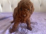 Orijinal Kore Kan Poodle Dan Toy Poodle