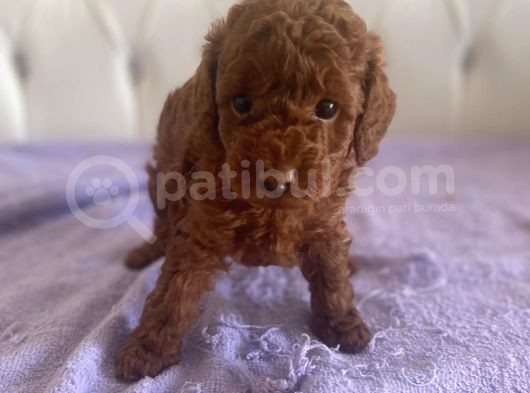 Orijinal Kore Kan Poodle Dan Toy Poodle görsel