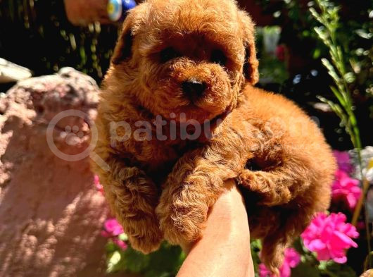 Muhteşem Kilo Garantili Poodle Yavrularım  görsel