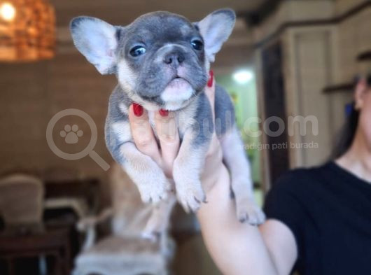 Safkan French Bulldog Bebekler görsel