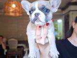 Safkan French Bulldog Bebekler